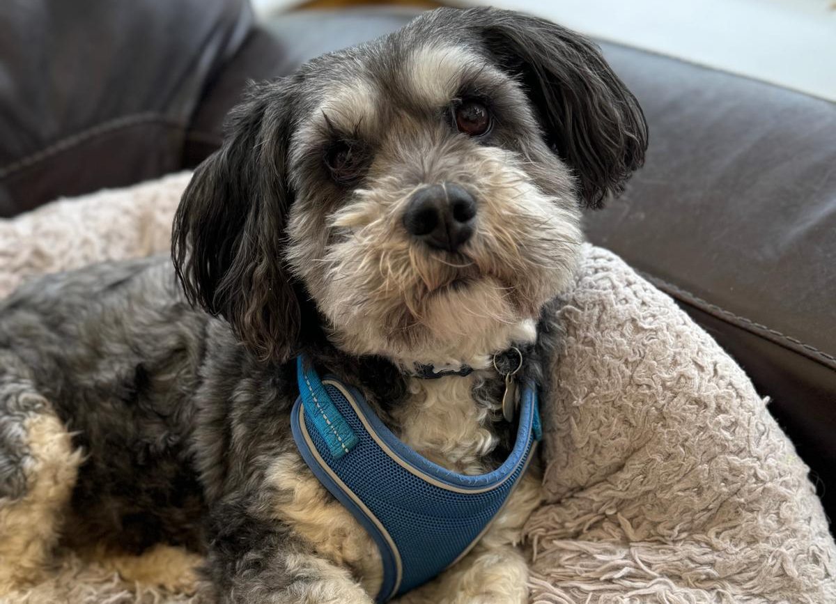 Dog daycare, Dog playing, Dog boarding, Dog Outside, Dog sleeping, Dog parent, Dog owner