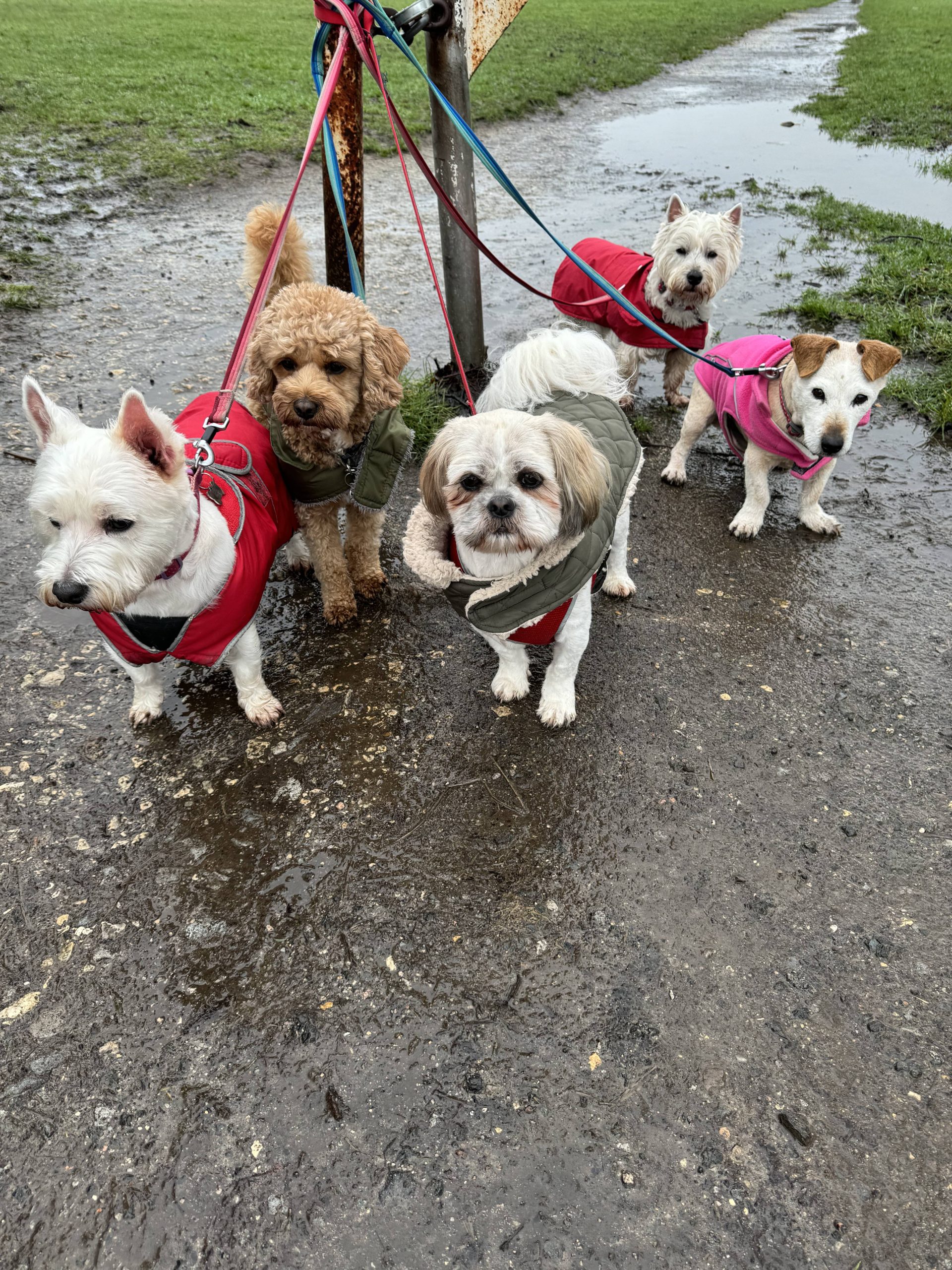 Dog daycare, Dog playing, Dog boarding, Dog Outside, Dog sleeping, Dog parent, Dog owner